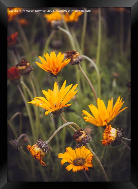Orange Wildflower fields Framed Print by Martin Newman
