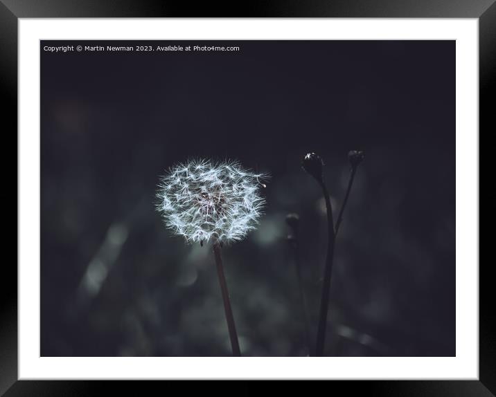Dandelion Framed Mounted Print by Martin Newman