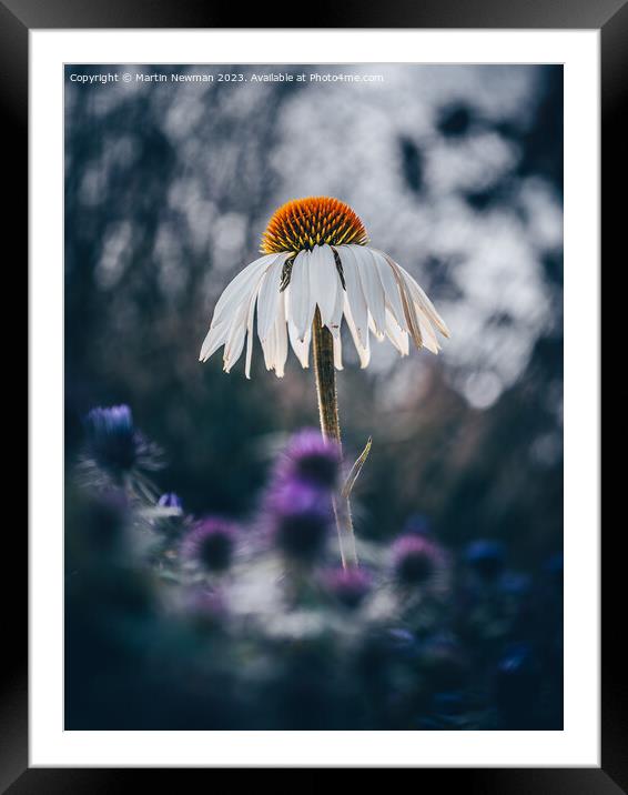 echinacea flower Framed Mounted Print by Martin Newman