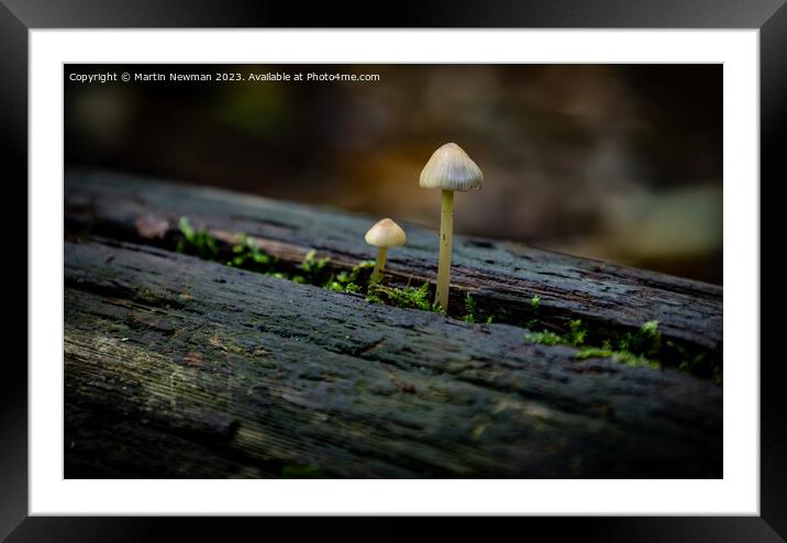 Woodland Fungi Framed Mounted Print by Martin Newman