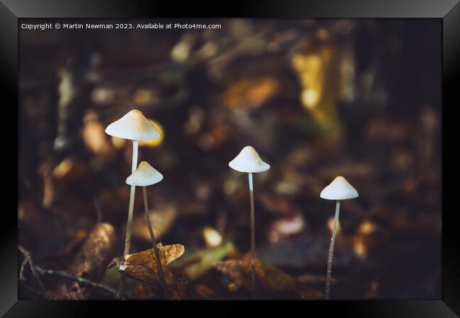 Woodland Fungi Framed Print by Martin Newman