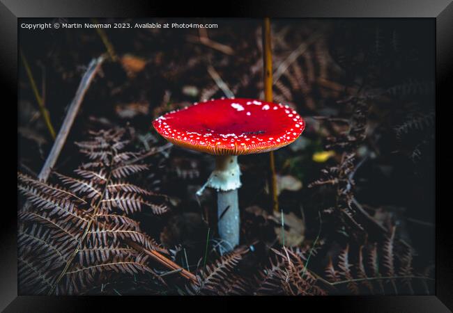 Fly Agaric Framed Print by Martin Newman