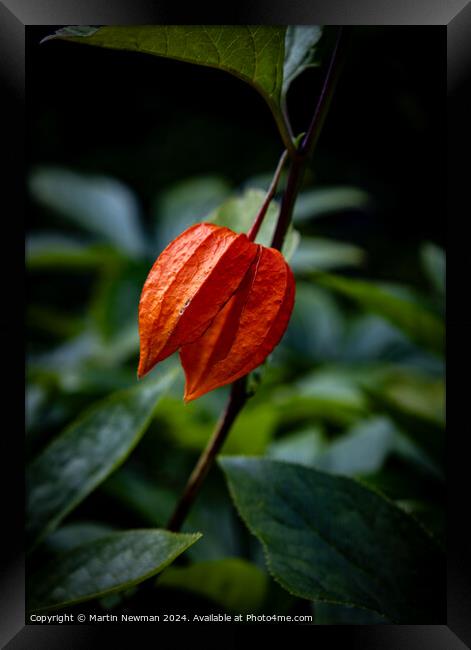 Plant flower Framed Print by Martin Newman