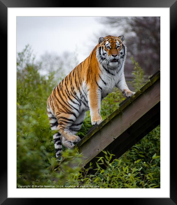 Amur Tiger Framed Mounted Print by Martin Newman