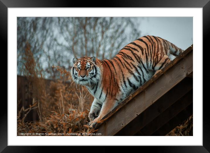 Amur Tiger Framed Mounted Print by Martin Newman