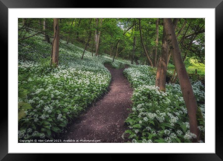 Wild Garlic, Shacklow Woods Framed Mounted Print by Alex Calver