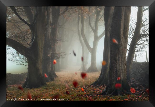 The Autumn Leaves Fall Framed Print by Alex Calver