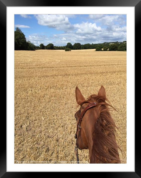 Horse in a cornfield  Framed Mounted Print by Emma Robertson