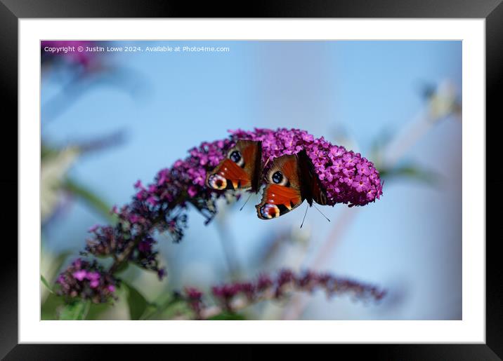 Peacock Butterflies Framed Mounted Print by Justin Lowe