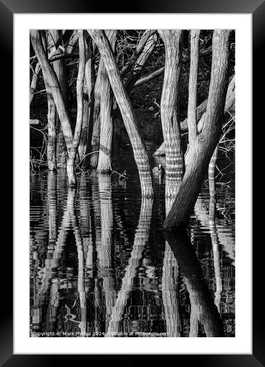 Flooded woodland Framed Mounted Print by Mark Phillips