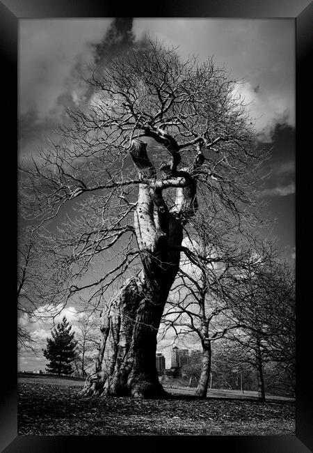 Contorted Oak Framed Print by Mark Phillips