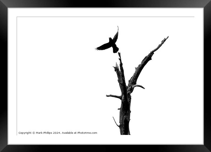 Crow and dead tree Framed Mounted Print by Mark Phillips