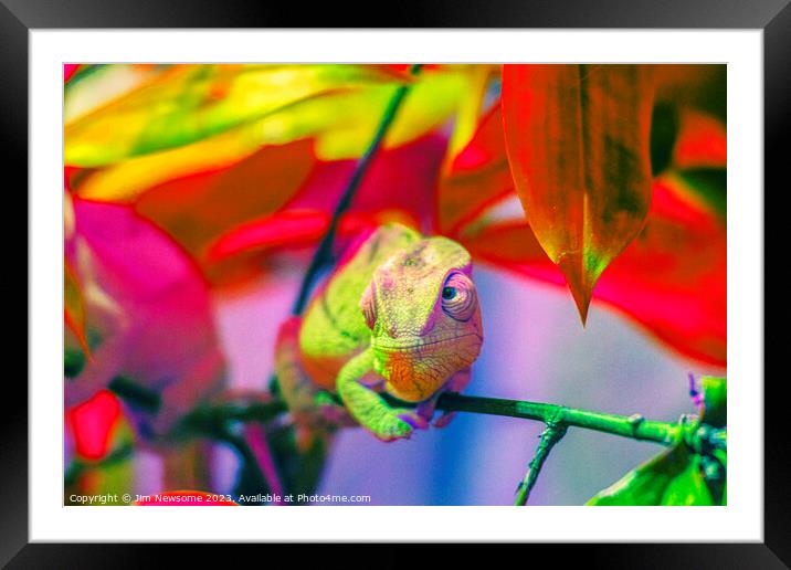 Chameleon blending into the background Framed Mounted Print by Jim Newsome