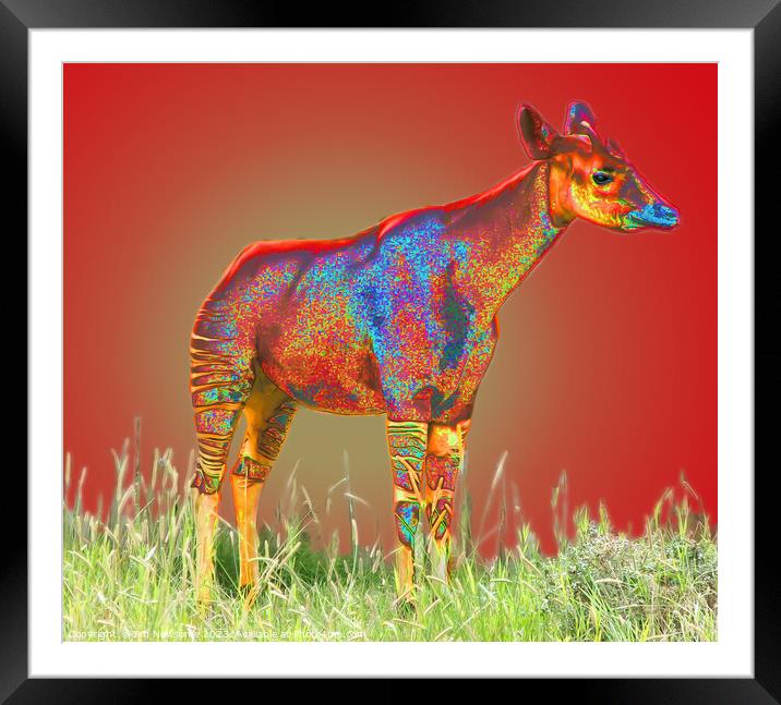 Painted Okapi Framed Mounted Print by Jim Newsome