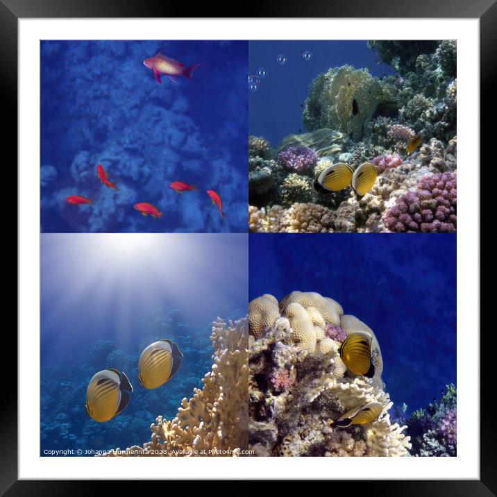The Amazing And Beautiful Coral Reef Sea Life Framed Mounted Print by Johanna Hurmerinta