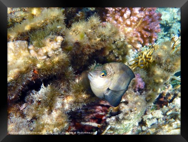 Whiteband Damsel Macro Photography Framed Print by Johanna Hurmerinta