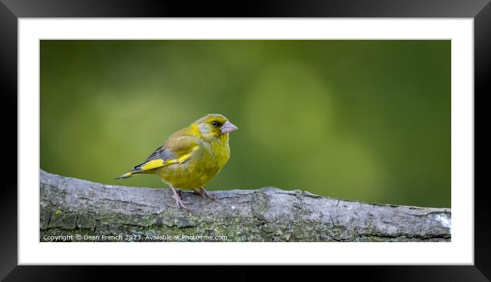 Greenfinch Framed Mounted Print by Dean French