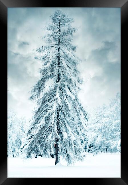 Winter fairy-tale tree Framed Print by Jitka Saniova