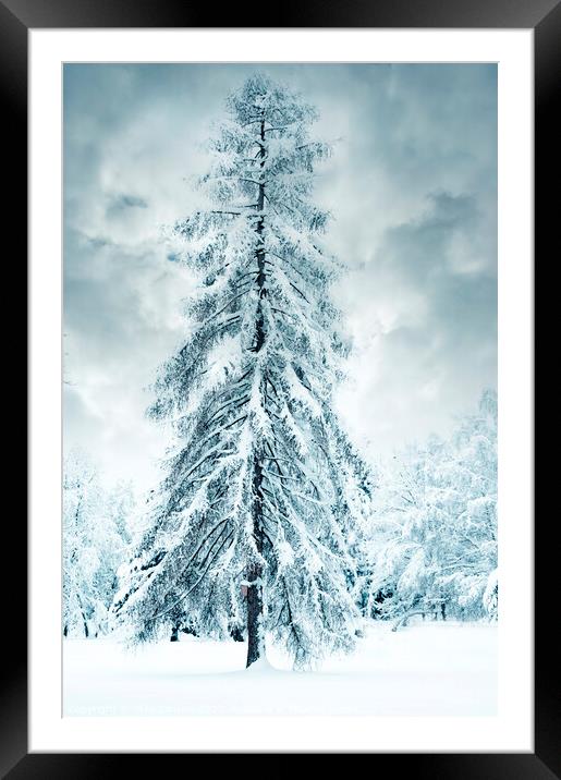Winter fairy-tale tree Framed Mounted Print by Jitka Saniova