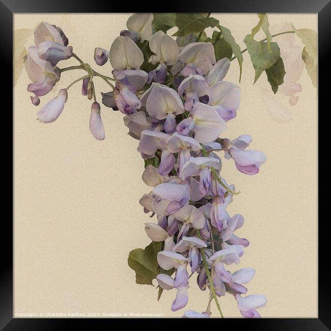 Bewitching Wisteria Bloom's Enchantment Framed Print by Charlotte Radford