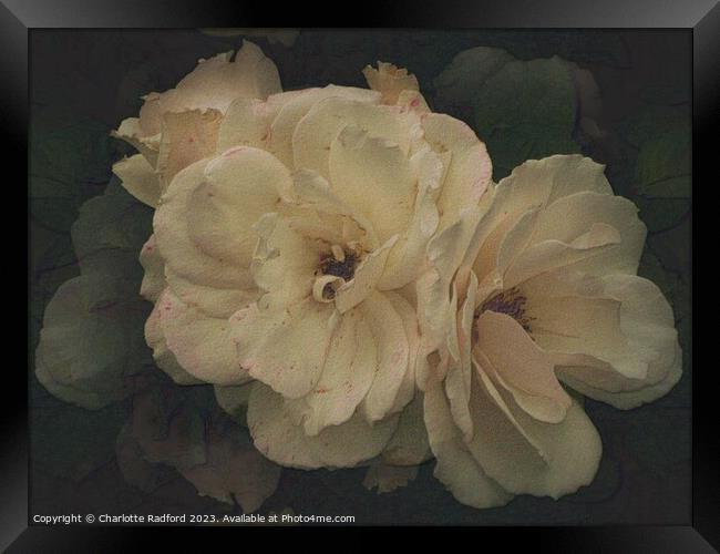 Heavenly Roses Framed Print by Charlotte Radford