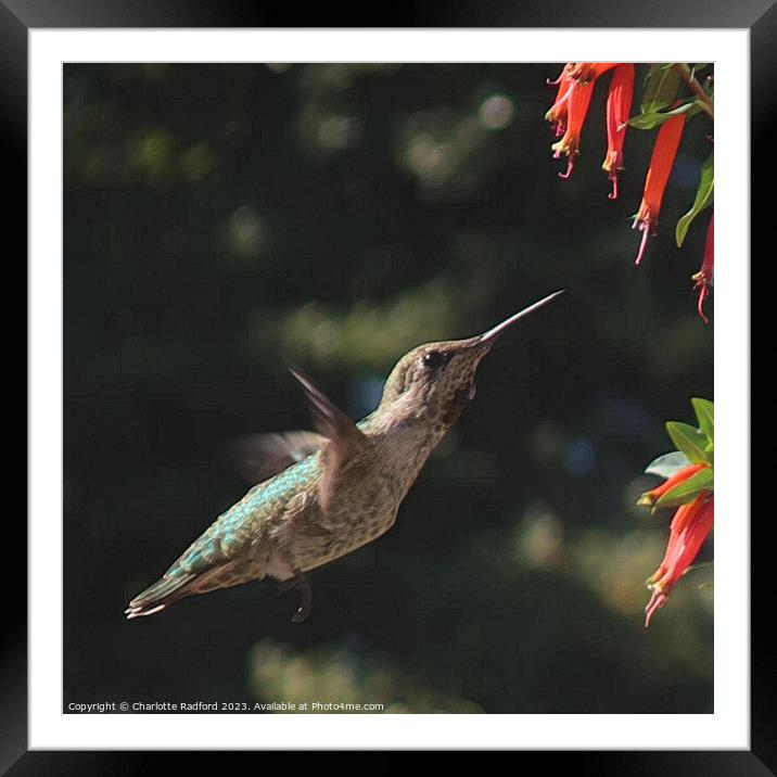Flight of a Hummingbird  Framed Mounted Print by Charlotte Radford