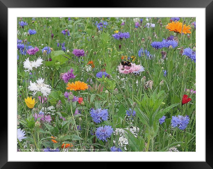 Flowers in the Meadow  Framed Mounted Print by Charlotte Radford
