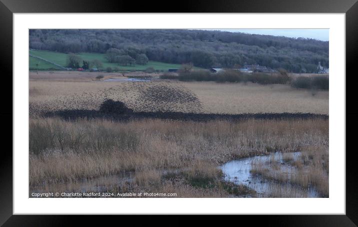 The Starling Roost Framed Mounted Print by Charlotte Radford