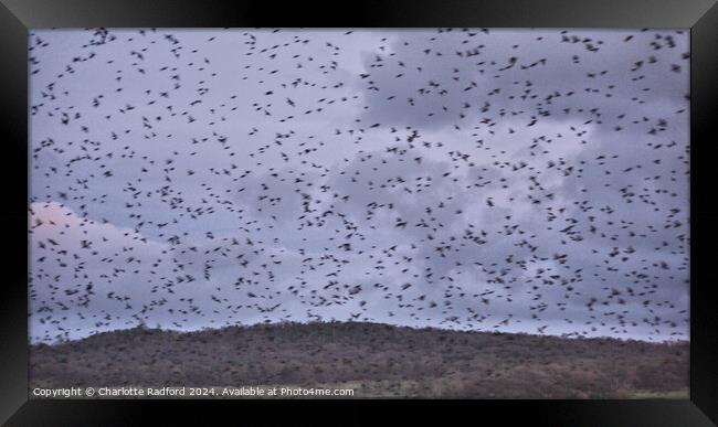 Flight of the Starlings Framed Print by Charlotte Radford