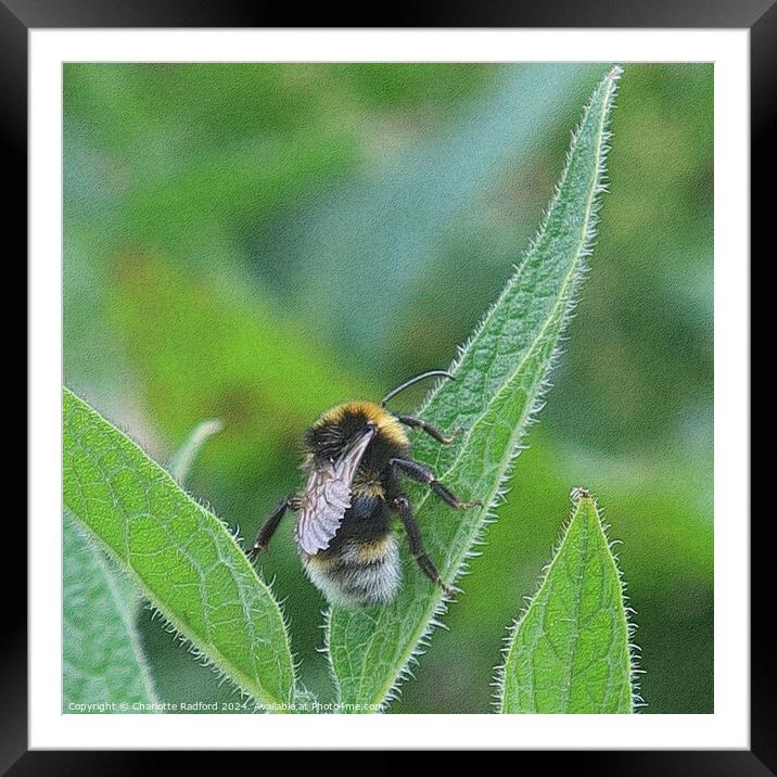 Bee Happy Framed Mounted Print by Charlotte Radford