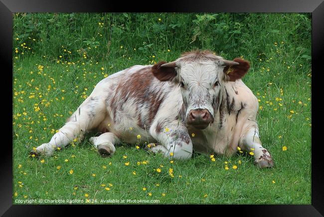 An English Longhorn lazing in buttercups Framed Print by Charlotte Radford