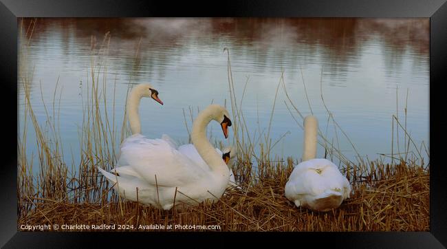 Swan Serenity  Framed Print by Charlotte Radford