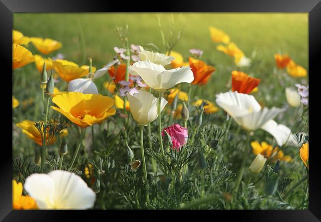 Summer backgroung. Flowers of eschscholzia califor Framed Print by Virginija Vaidakaviciene