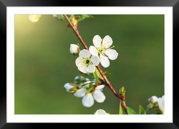 Spring cherry blossom background. Beautiful nature scene with blooming tree on green background. Spring flowers Framed Mounted Print by Virginija Vaidakaviciene