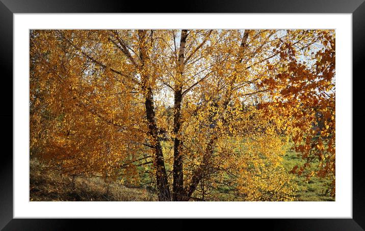 willow tree in the autumn season with foliage changing color, changing the color of willow foliage in autumn Framed Mounted Print by Virginija Vaidakaviciene