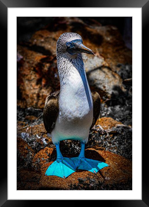 Blue Footed Booby Framed Mounted Print by Andrew Cartledge