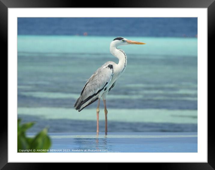 Grey Heron Maldives Framed Mounted Print by ANDREW BENHAM