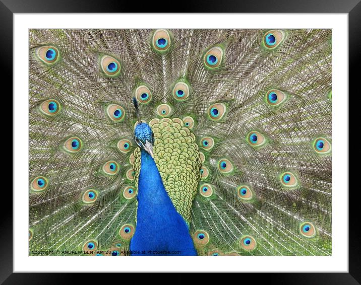 Peacock Framed Mounted Print by ANDREW BENHAM