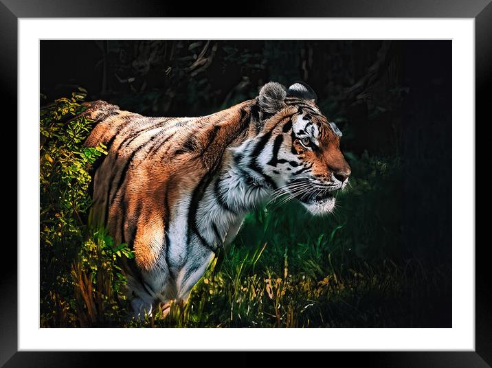 Tiger Prowl  Framed Mounted Print by Stephen Taylor