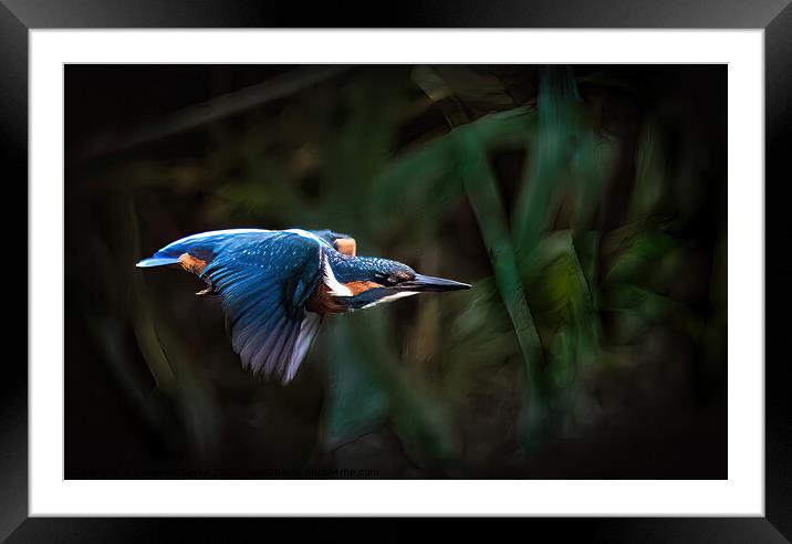 Kingfisher Fly pass Framed Mounted Print by Stephen Taylor