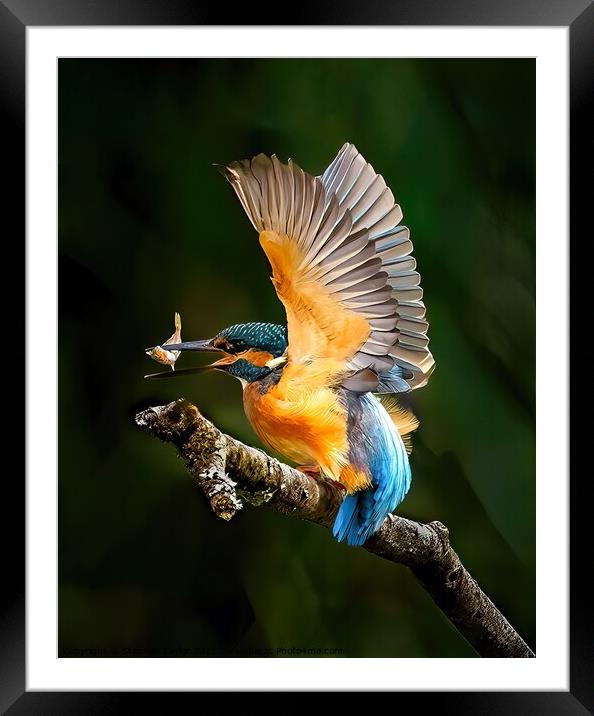Kingfisher Framed Mounted Print by Stephen Taylor