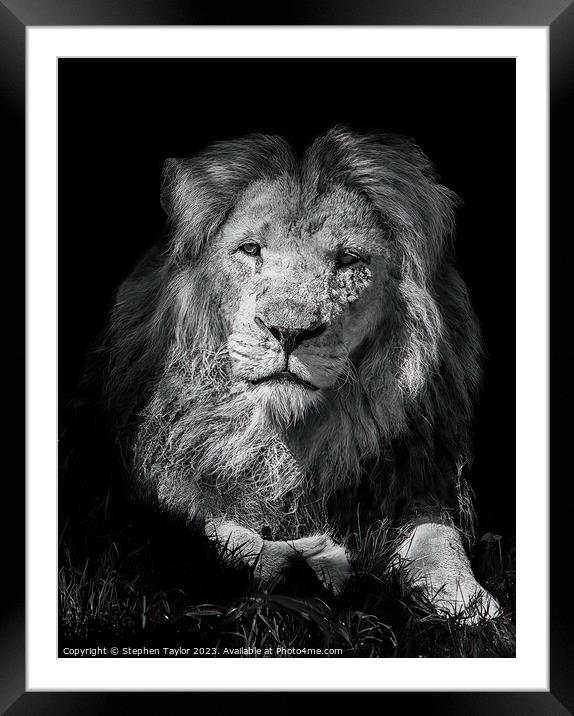 Lion portrait Framed Mounted Print by Stephen Taylor