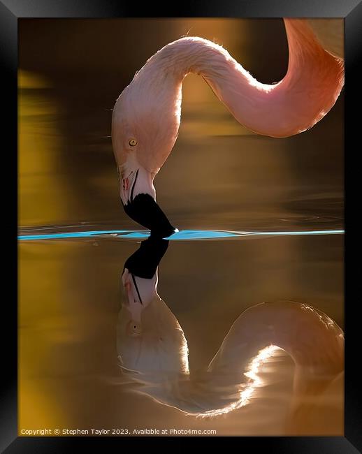 Flamingo Reflection  Framed Print by Stephen Taylor