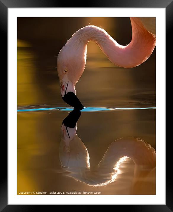Flamingo Reflection  Framed Mounted Print by Stephen Taylor
