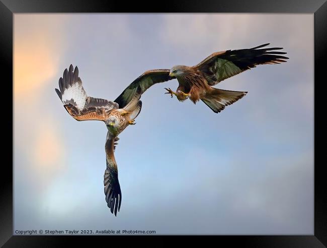 Red Kite Squabble  Framed Print by Stephen Taylor