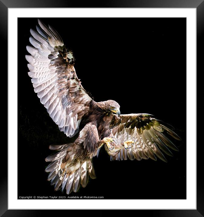 A close up of a Eagle flying in the sky Framed Mounted Print by Stephen Taylor
