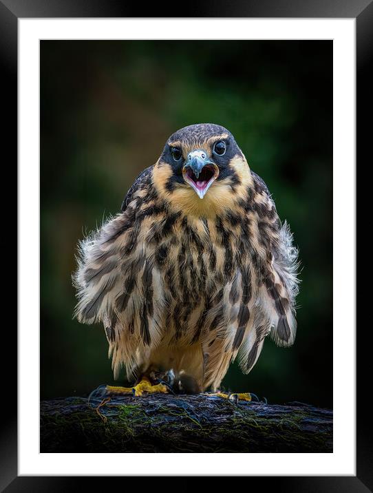 Merlin Framed Mounted Print by Stephen Taylor