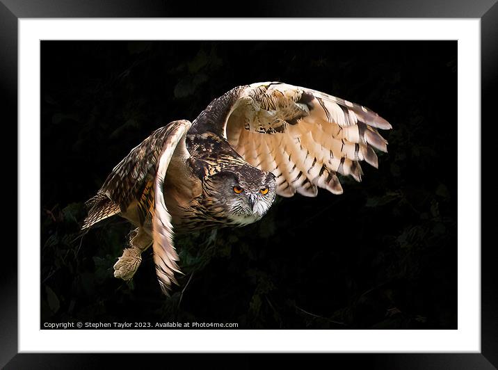 A bird that is standing in the dark Framed Mounted Print by Stephen Taylor