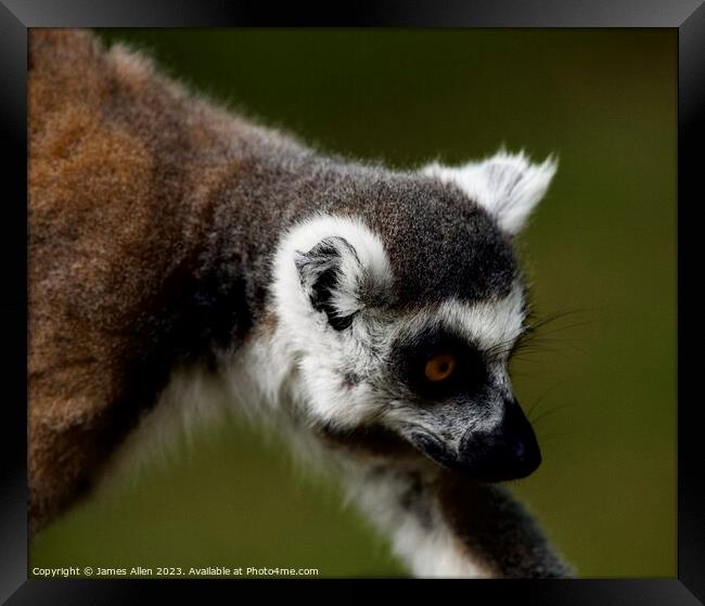 Lemurs  Framed Print by James Allen