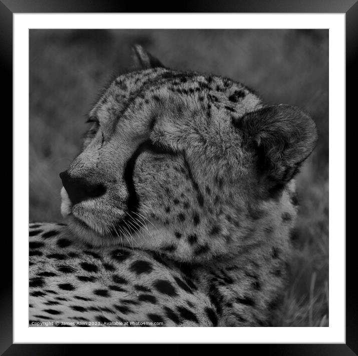 Cheetah  Framed Mounted Print by James Allen